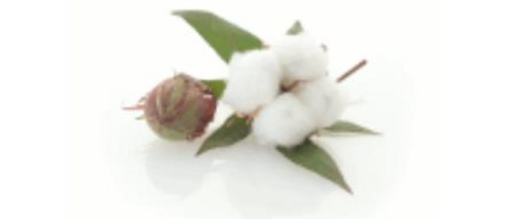 Logo Baumwollputz Shop