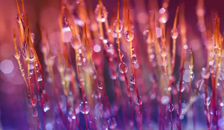 Logo goldkamille-shop